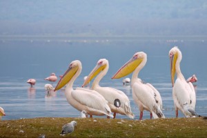 lakenakuru3