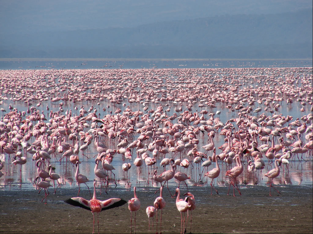 Beautiful birds in an intriguing lake - kenyahotelsltd.com